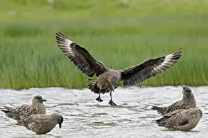 Loch Prints: Picture No. 10894450