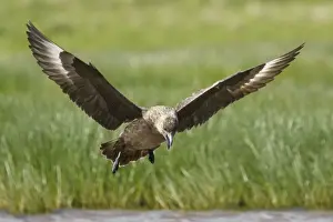 Skua Prints: Picture No. 10894451