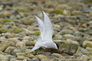 Picture No. 10894455