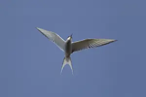 Picture No. 10894460