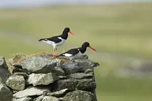 Oystercatcher Prints: Picture No. 10894473