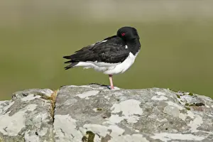 Oystercatcher Prints: Picture No. 10894474