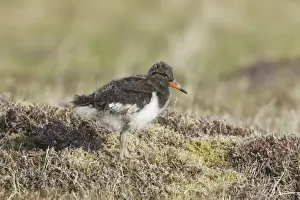 Oystercatcher Prints: Picture No. 10894477