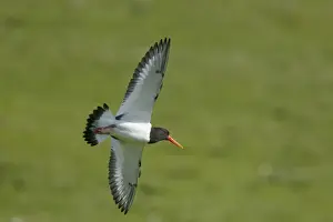 Oystercatcher Prints: Picture No. 10894480