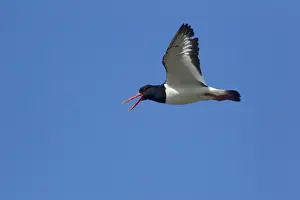 Oystercatcher Prints: Picture No. 10894481