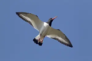 Oystercatcher Prints: Picture No. 10894482