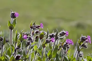 Campion Prints: Picture No. 10894584