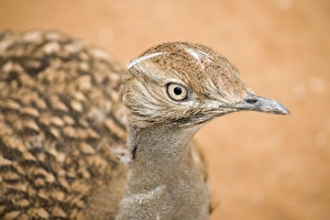 Images Dated 13th August 2012: Picture No. 10894624