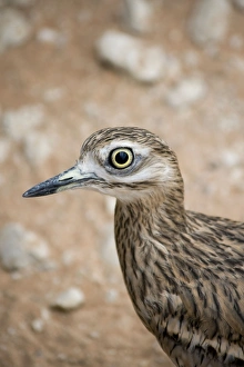 Images Dated 13th August 2012: Picture No. 10894625