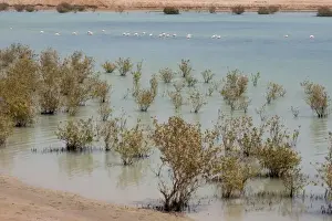 Mangrove Prints: Picture No. 10894628
