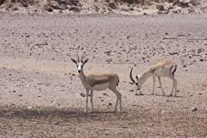 Gazelles Prints: Picture No. 10894653