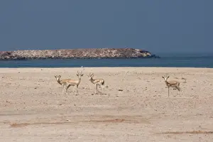Gazelles Prints: Picture No. 10894666