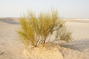 Images Dated 28th August 2012: Picture No. 10894672
