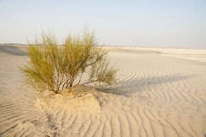 Images Dated 28th August 2012: Picture No. 10894673