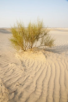 Images Dated 28th August 2012: Picture No. 10894674