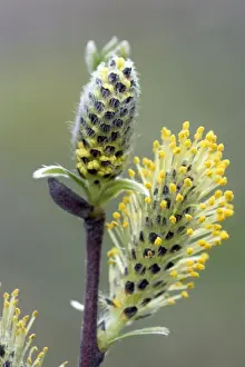 Salix Prints: Picture No. 10894719