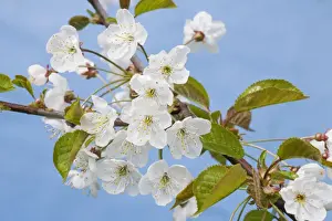 Cherry Prints: Picture No. 10894720