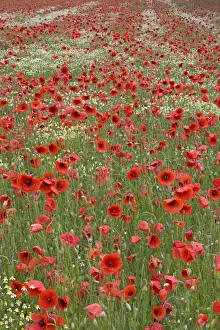 Papaver Prints: Picture No. 10894723