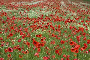 Papaver Prints: Picture No. 10894724