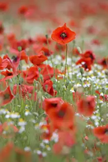 Papaver Prints: Picture No. 10894725