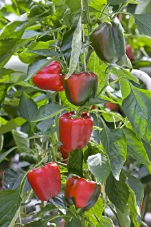Peppers Prints: Picture No. 10894754
