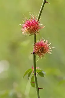 Gall Prints: Picture No. 10894771