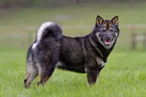 Shiba Prints: Picture No. 10894772