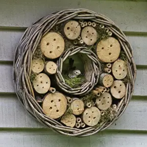 Flycatcher Prints: Picture No. 10894778