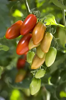 Tomato Prints: Picture No. 10894784