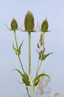 Teasel Collection: Picture No. 10894793