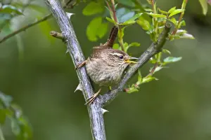 Wren Prints: Picture No. 10894796