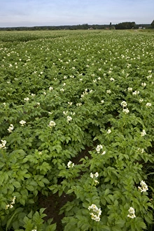 Images Dated 22nd June 2011: Picture No. 10894801