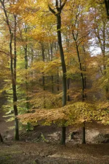 Fagus Prints: Picture No. 10894810