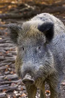 Scrofa Prints: Picture No. 10894815
