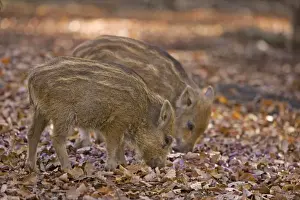 Boars Prints: Picture No. 10894818