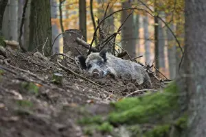Scrofa Prints: Picture No. 10894820