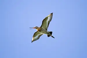 Godwit Prints: Picture No. 10894828
