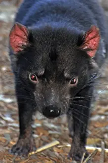 Devil Prints: Picture No. 10894853