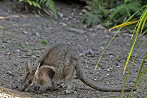 Images Dated 1st August 2012: Picture No. 10894883