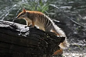 Fasciatus Prints: Picture No. 10894884