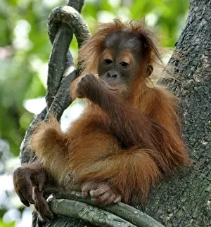 Orang Prints: Picture No. 10894886