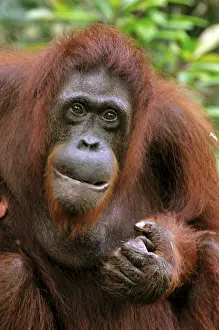 Orang Prints: Picture No. 10894888