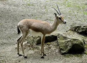 Gazelle Prints: Picture No. 10894893