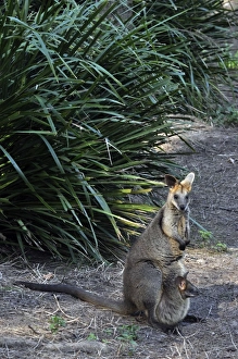 Images Dated 1st August 2012: Picture No. 10894894
