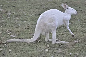 Macropus Prints: Picture No. 10894898