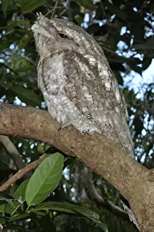 Frogmouth Prints: Picture No. 10894924