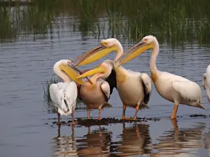Pelicanus Prints: Picture No. 10894942