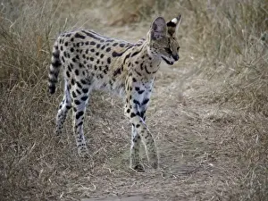 Serval Prints: Picture No. 10894948
