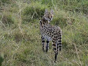 Serval Prints: Picture No. 10894949