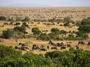 Albojubatu Prints: Picture No. 10894950